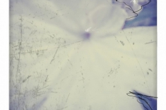 12-blume-1