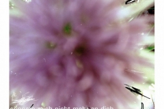 12-blume-2