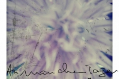 12-blume-3