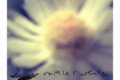 12-blume-4